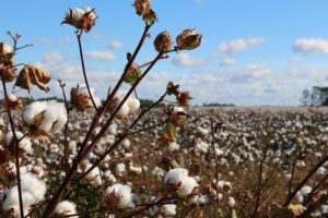 cotton production