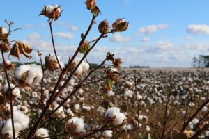 cotton production